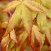 Acer palmatum Katsura - 12L 80-100cm