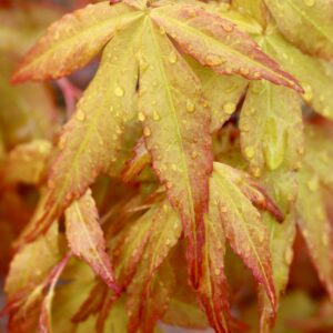 Acer palmatum Katsura