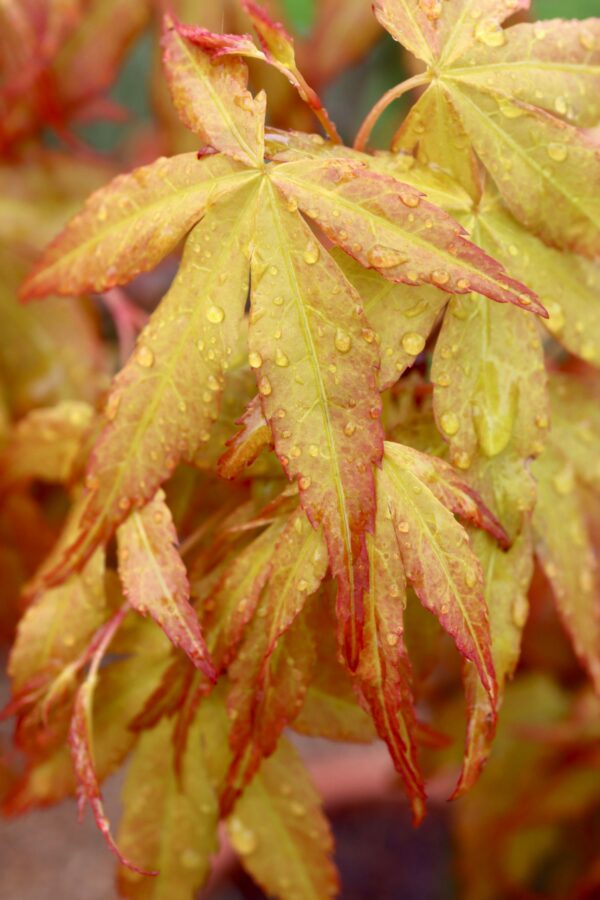 Acer palmatum Katsura
