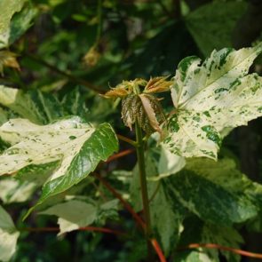 Acer Leopoldii / Leopolds Maple