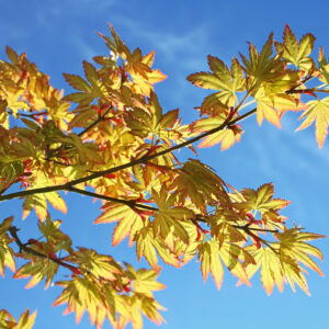 Acer palmatum Orange Dream