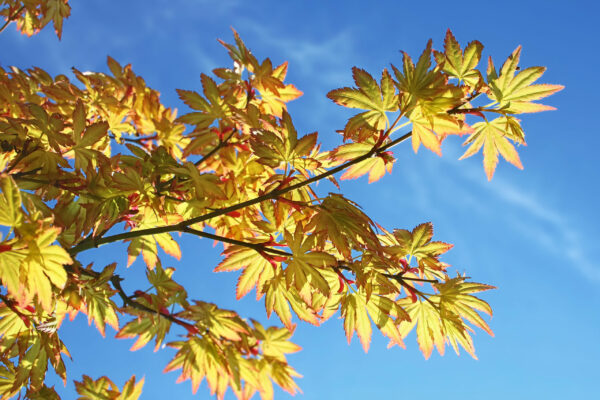 Acer palmatum Orange Dream