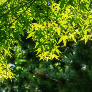 Acer palmatum / Japanese Maple
