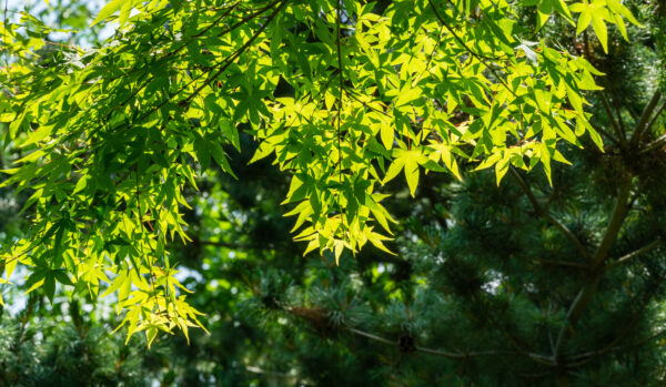 Acer palmatum / Japanese Maple