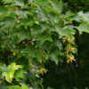 Acer platanoides - 10-12cm girth, 3.5-4m tall, Rootballed