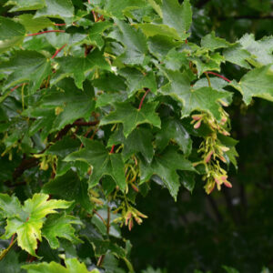Acer platanoides
