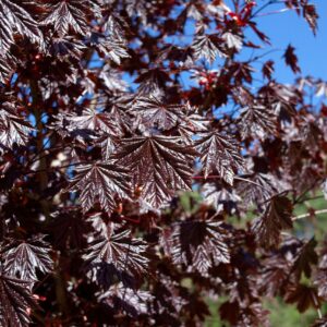 Acer platanoides 'Royal Red'