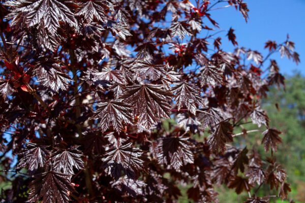 Acer platanoides 'Royal Red'