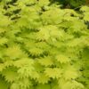 Acer shirasawanum Jordan  / Jordan full moon maple - 15L 175-200cm