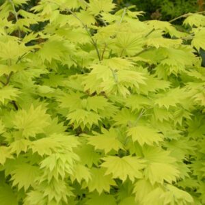 Acer shirasawanum Jordan  / Jordan full moon maple