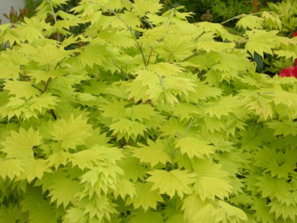 Acer shirasawanum Jordan  / Jordan full moon maple