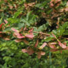 Acer campestre / Field Maple - 20-25cm girth, 4-5m tall, Rootballed