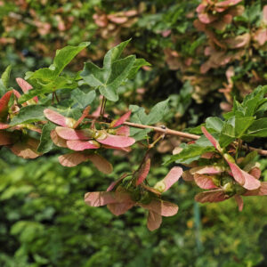 Acer campestre / Field Maple