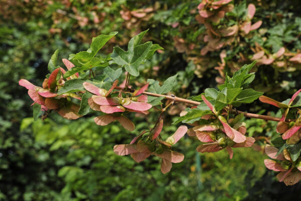 Acer campestre / Field Maple