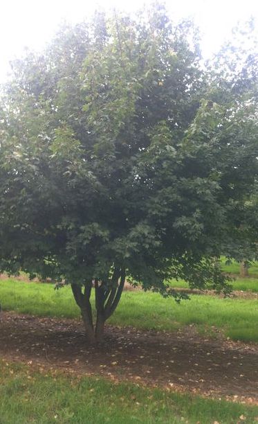 Acer campestre Multistem