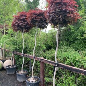 Acer Crimson Sentry High Standard Twisted Stem