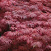 Acer dissectum Garnet / Japanese Maple - 18L 80-100cm