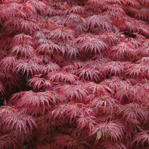 Acer dissectum Garnet / Japanese Maple