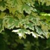Acer Drummondii - 08-10cm girth, 3-3.5m tall, Rootballed