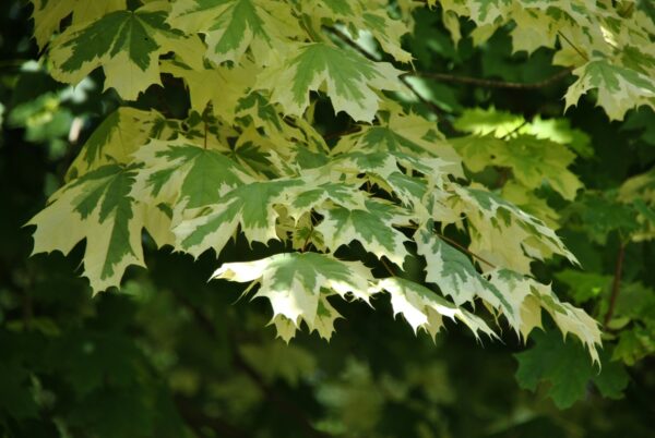 Acer Drummondii