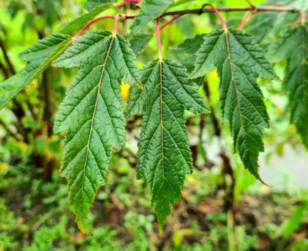 Acer ginnala / Amur Maple - Image 3