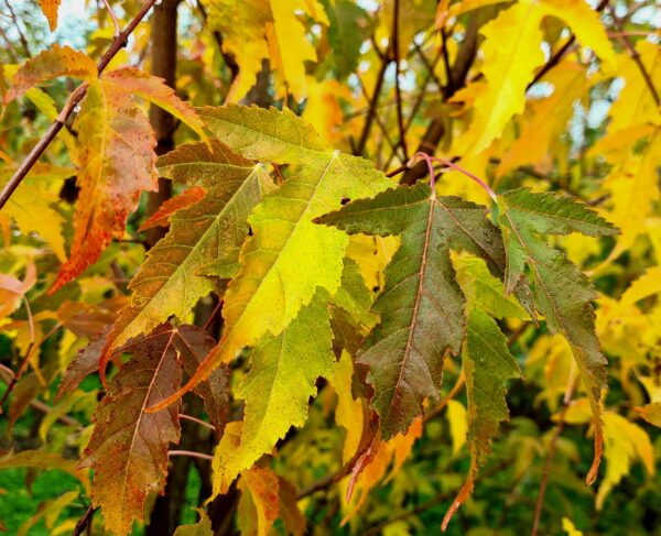 Acer ginnala / Amur Maple - Image 2