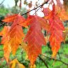 Acer ginnala / Amur Maple - 12-14cm girth, 3-3.5m tall, Rootballed
