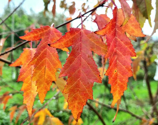 Acer ginnala / Amur Maple