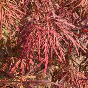 Acer palm. 'Crimson Queen'