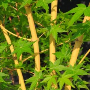 Acer palmatum 'Bi Ho'
