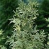 Acer palm. Butterfly - 70L 200-250cm