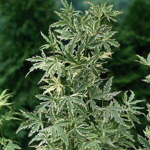 Acer palm. Butterfly