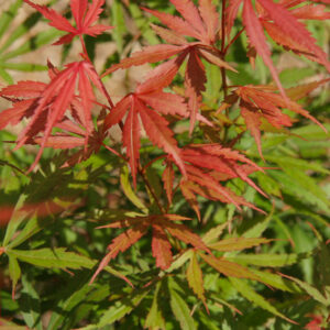 Acer palm. 'Jerre Schwartz'