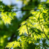 Acer saccharinum / Silver Maple - 150L 4-5m tall, Multi-Stem