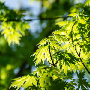 Acer saccharinum / Silver Maple