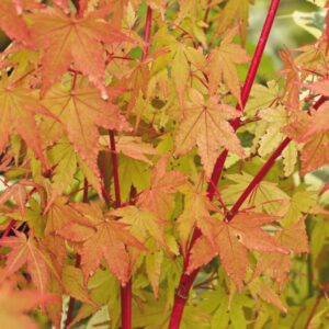 Acer palm. Sango Kaku
