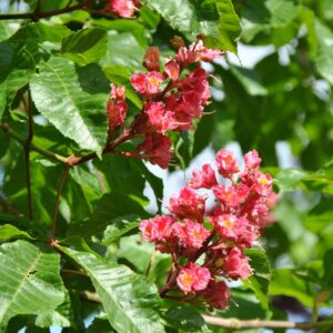 Aesculus carnea Briotii / Red Horse Chestnut