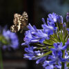 Agapanthus africans Blue - 4L