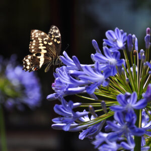Agapanthus africans Blue