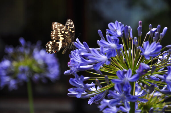 Agapanthus africans Blue