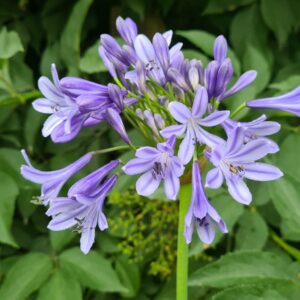 Agapanthus Dr. Brouwer