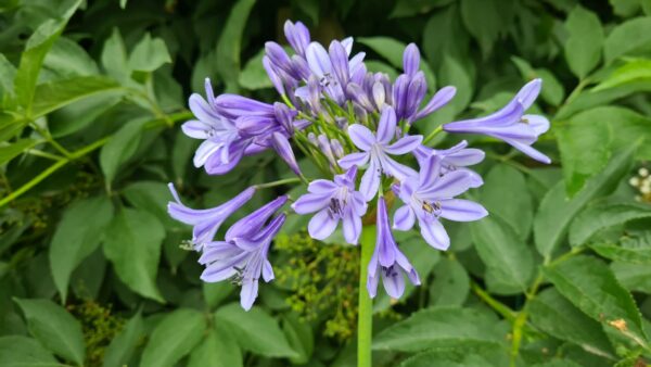Agapanthus Dr. Brouwer