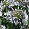 Agapanthus Twister - 3L