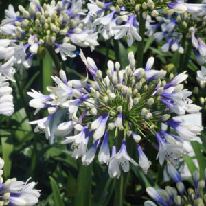 Agapanthus Twister