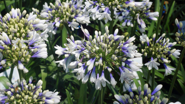 Agapanthus Twister