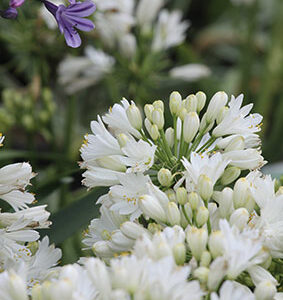 Agapanthus Double Diamond 'RFDD'