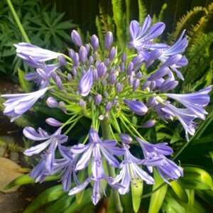 Agapanthus Peter Pan