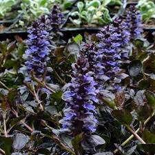 Ajuga Black Scallop
