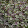 Ajuga reptans 'Burgundy Glow' - 2L