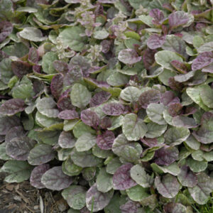 Ajuga reptans 'Burgundy Glow'